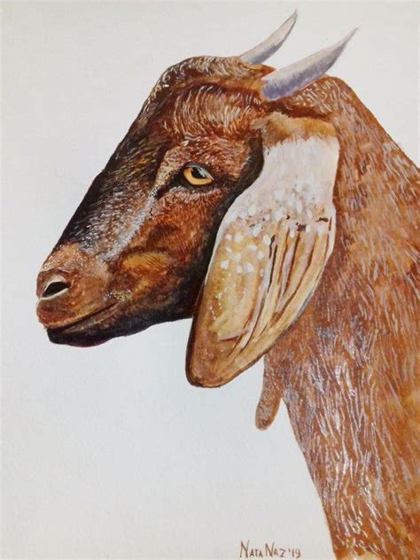 Nubian goats Watercolor Original ... | Wildlife paintings, Nubian goat ...