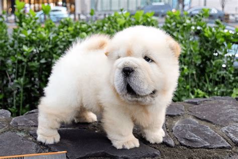 Mini Chow Chow — The Miniature Teddy Bear Dog