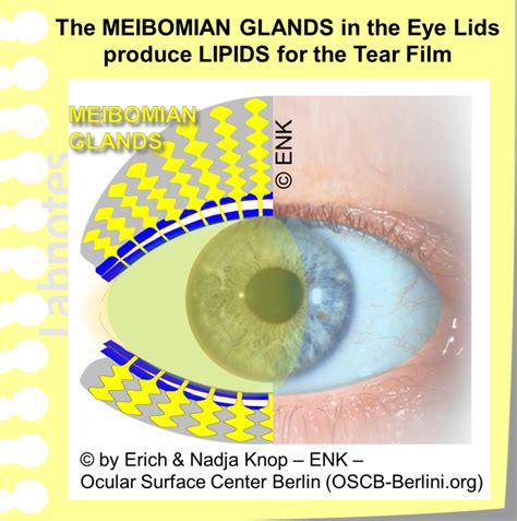 GLIMPSE of ... The MEIBOMIAN GLAND — Ocular Surface Center Berlin