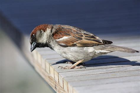 Bird looking down | Bird, Animals, Birds