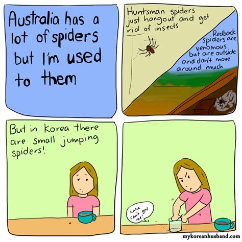 Jumping Spiders – My Korean Husband