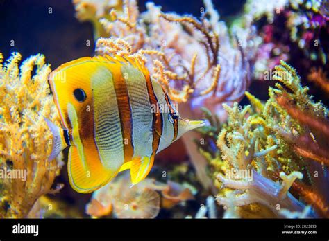 Butterfly fish in coral reef Stock Photo - Alamy