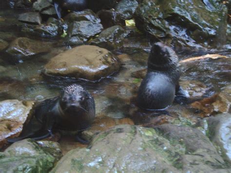 New Zealand Fur Seal Pups | Natpacker