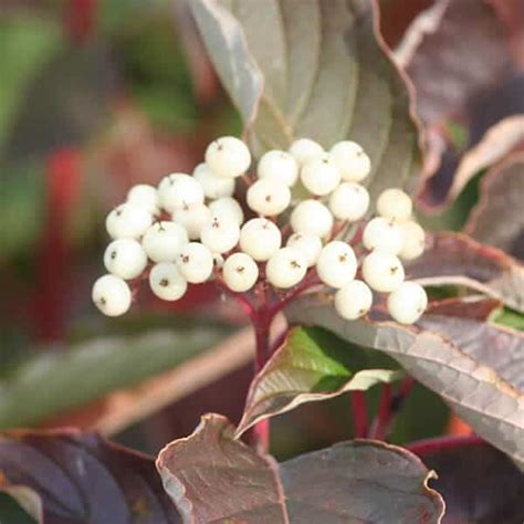 'Cardinal' Red Twig Dogwood, Red Osier - Grown By Overdevest