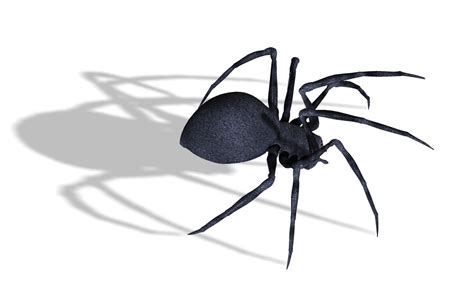 Spider PNG Image - PurePNG | Free transparent CC0 PNG Image Library