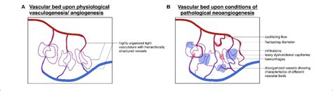 | Divergence of physiological and pathological vascular beds: schematic... | Download Scientific ...