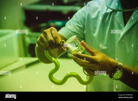 Venom extraction snake hi-res stock photography and images - Alamy