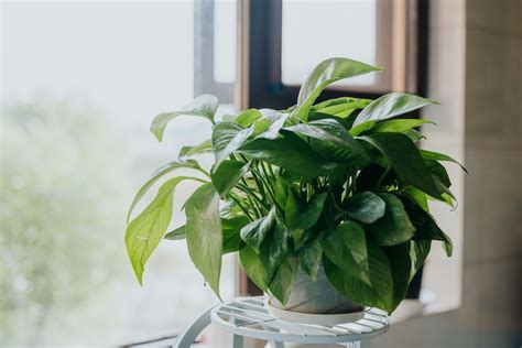 20 Lush and Low-Maintenance Types of Pothos Plants