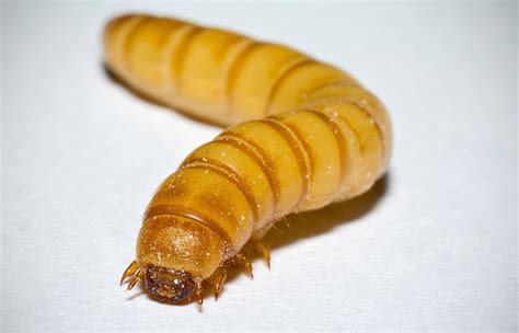 Maximizing Mealworms: Research Aims to Improve Rearing Methods