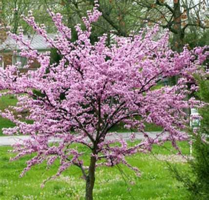 A redbud tree, or not a redbud? – Rural Ramblings…