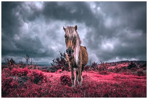 Simulating False-Color Infrared Photography in Photoshop