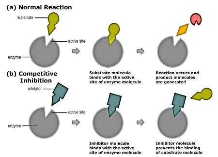 Enzyme Inhibition | Definition, Types & Examples - Lesson | Study.com