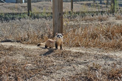 Great News in Black-footed Ferret Conservation during the Pandemic