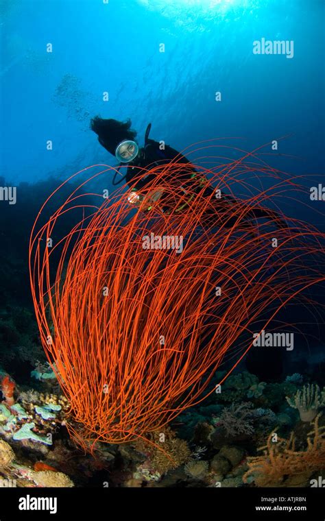 Scuba diving in Indonesia coral reefs, underwater, ocean, sea, red ...