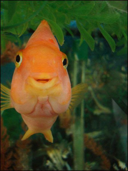 The Fish with Human Face Expressions (30 pics) - Izismile.com