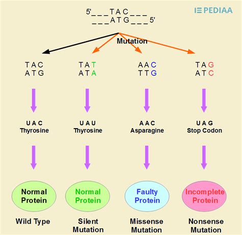 Difference Between Point Mutation and Frameshift Mutation | Definition ...