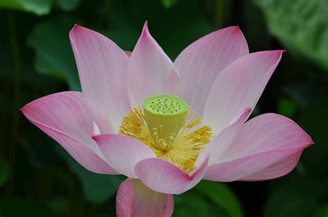 East Indian Sacred Lotus Flower - Free photo on Pixabay - Pixabay