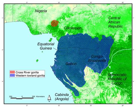 Gorilla SSP - Gorilla Species Distribution