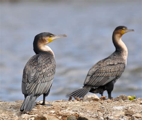 Cormorant White-Breasted - Free photo on Pixabay - Pixabay