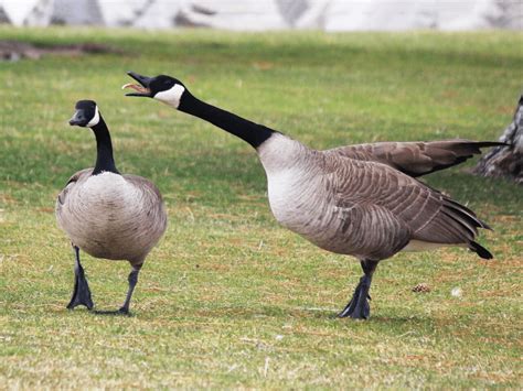 Canada Geese – Big Honkin' Birds - - The Adirondack Almanack