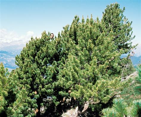 Alpandino :: Why treelines? :: Alps (Europe)