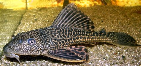 Wildlife & Nature Blog: Plecostomus - Aquarium Fish - Giant Algae Eater