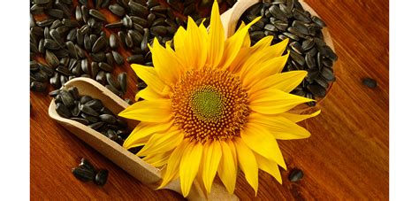 Roasted Sunflower Seeds Recipes