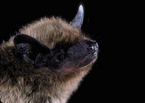 Evening bat - Alchetron, The Free Social Encyclopedia