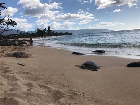 Turtle Bay Beach (Kahuku) - 2021 All You Need to Know BEFORE You Go ...