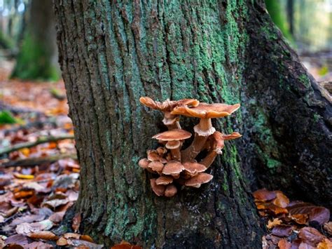 Tree Bark Fungus Identification Guide | Gardening Know How