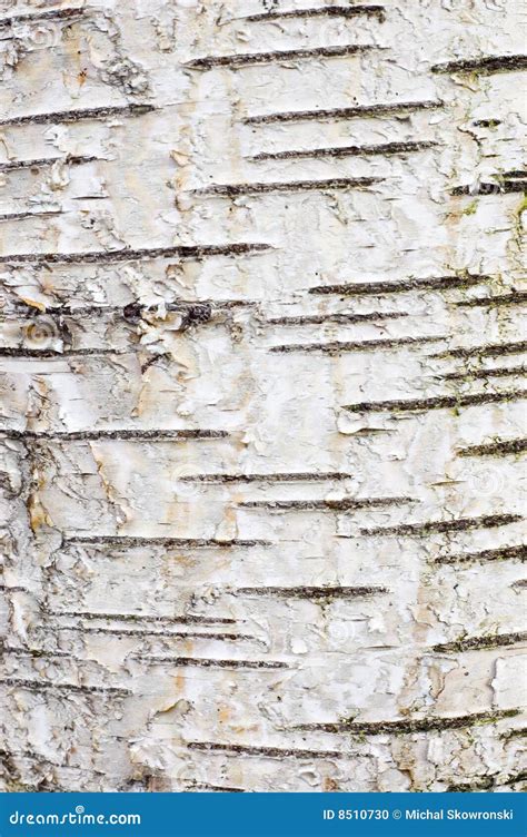 Bark Of Birch Stock Photo - Image: 8510730