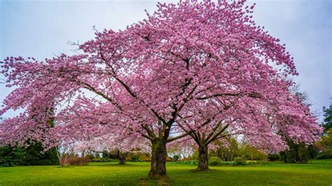 Pin on Trees