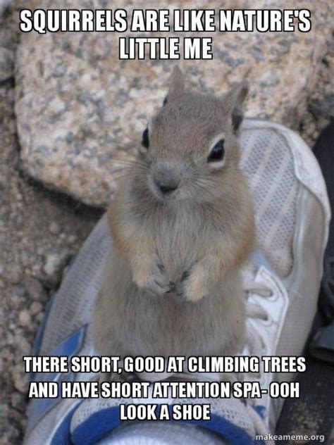 50+ Funny Squirrel Memes That Will Melt Your Heart