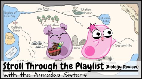 Amoeba Sisters in 2021 | Biology review, Biology, Teaching biology