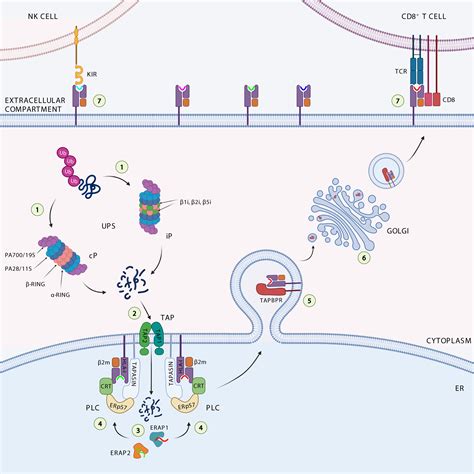 Frontiers | Targeting the antigen processing and presentation pathway to overcome resistance to ...