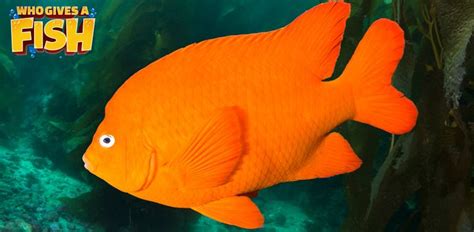 Garibaldi Fish - Who Gives A Fish | Marine fish, Fish, Marine aquarium fish