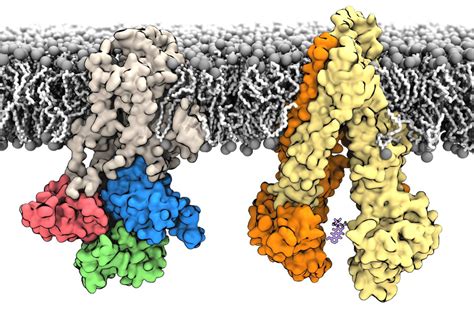 Free Energy Landscapes of Membrane Transport Proteins | Argonne ...