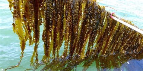 Seaweed Might Have The Power To Make The Oceans Less Acidic | HuffPost