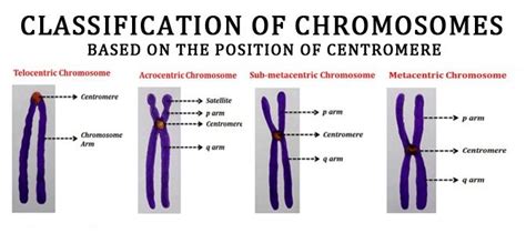 Telocentric, Acrocentric and Metacentric Chromosomes | EasyBiologyClass