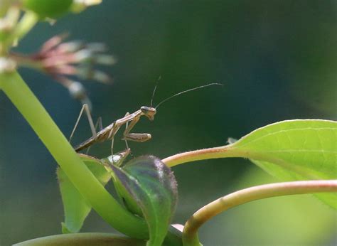 Praying Mantis Nymphs - Leslie Abram Photography