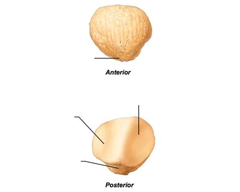 BONES - PATELLA Diagram | Quizlet