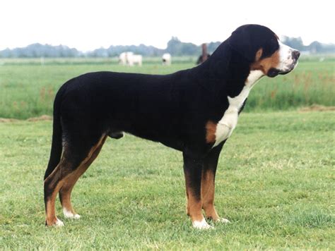 Entlebucher Mountain Dog - Puppies, Rescue, Pictures, Information ...