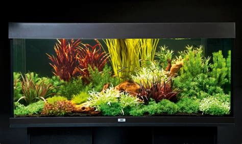 How to set up an aquarium with plastic plants - Practical Fishkeeping