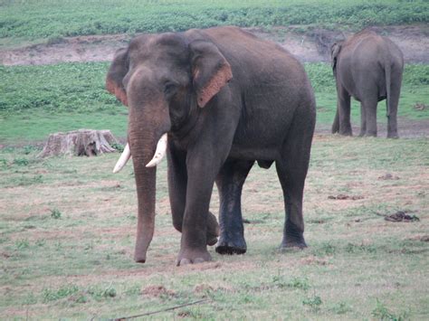 INDIAN TOUR: INDIAN FOREST ANIMALS