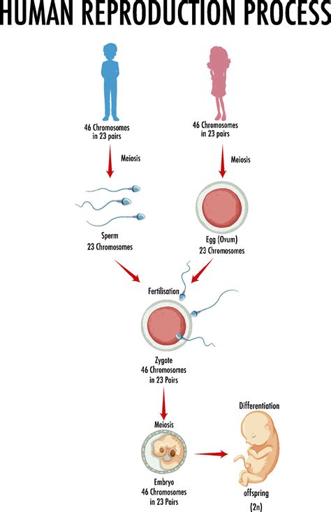 Diagram showing human reproduction process 6158565 Vector Art at Vecteezy