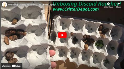 Discoid Roaches for Sale - Free Shipping – The Critter Depot