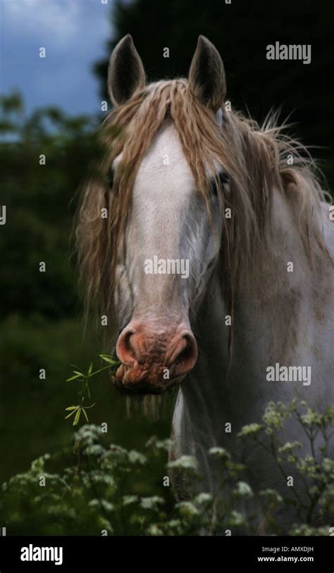 Grey shire horse Stock Photo - Alamy