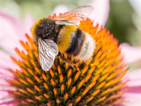 Climate Change Tightening its Grip on Bumblebee Habitat - Earthzine