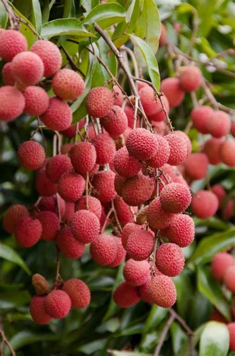 What is Lychee Fruit? - Noshing With the Nolands