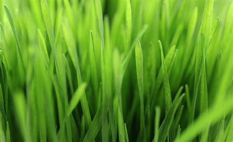 A close up view of grass. - StockFreedom - Premium Stock Photography